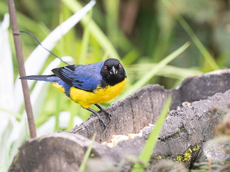 Hooded Mountain Tanager - ML623088744