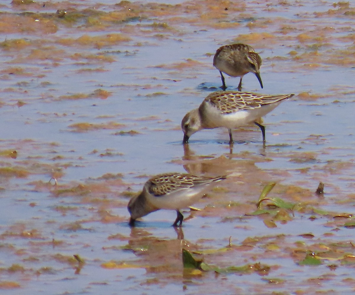 Western Sandpiper - Robert Solomon