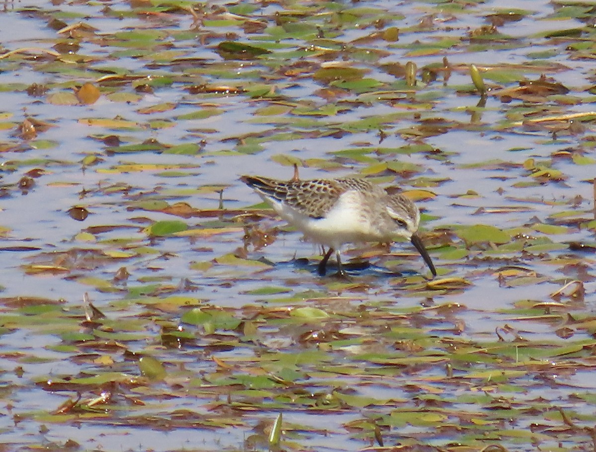 Western Sandpiper - ML623088845