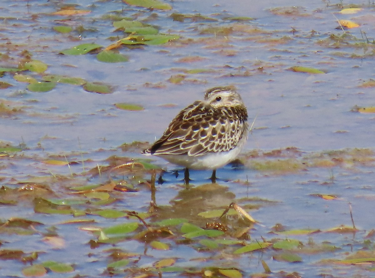 Western Sandpiper - ML623088875