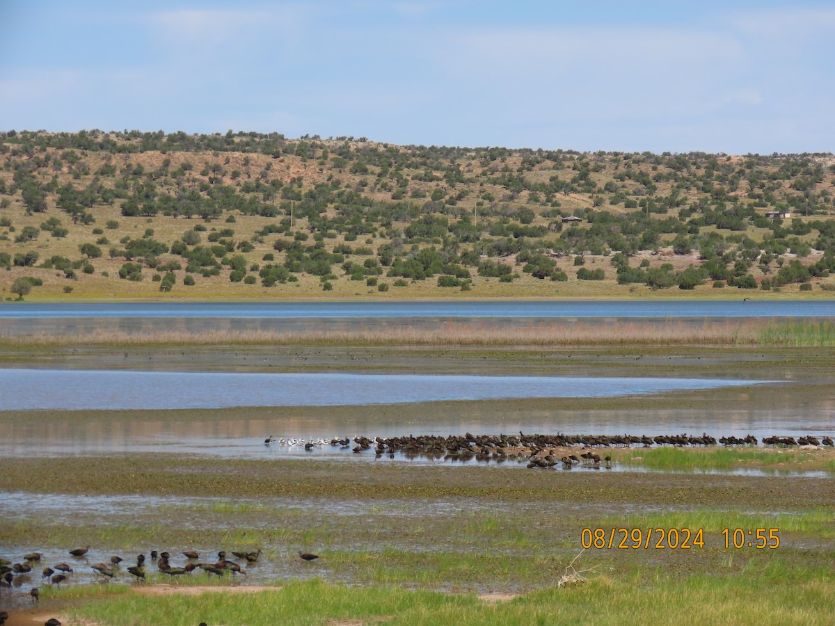 White-faced Ibis - ML623088898