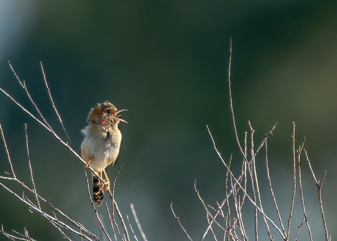 Golden-headed Cisticola - ML623088960