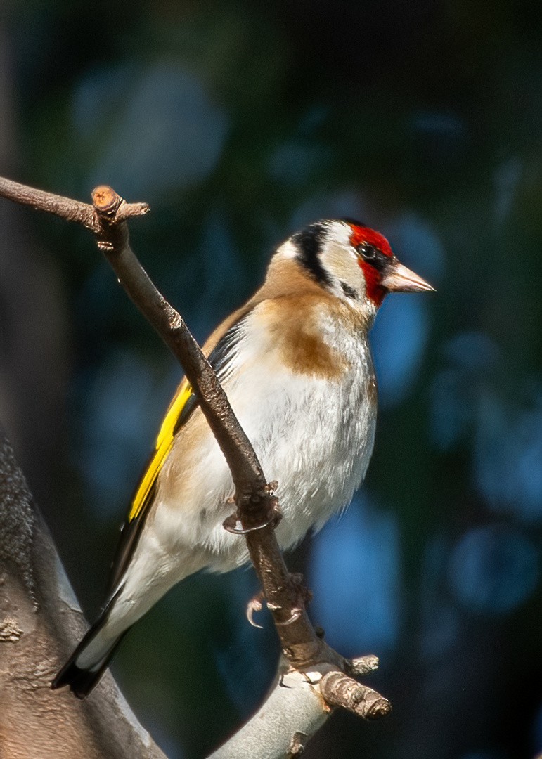 European Goldfinch - ML623088971