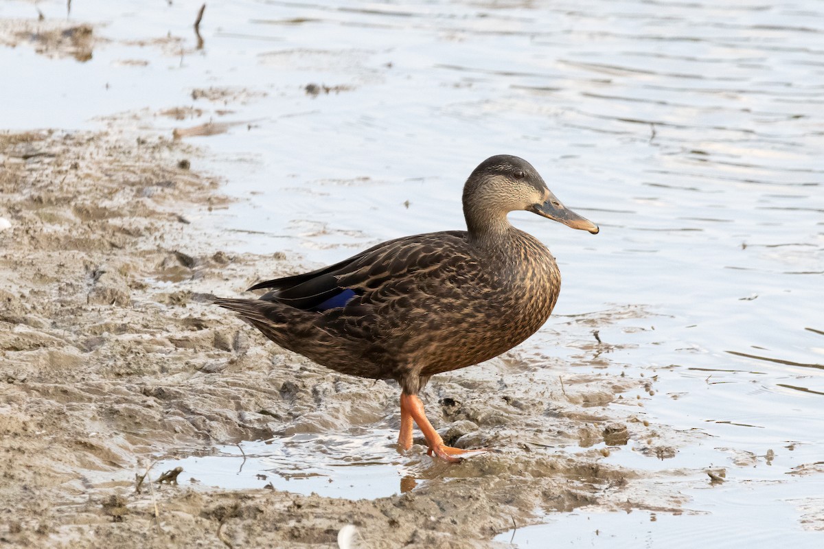 Mallard - ML623088988