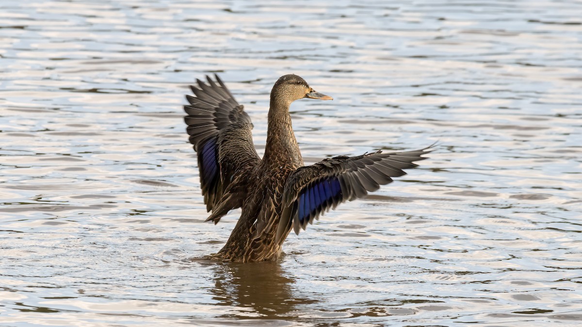Mallard - ML623088989