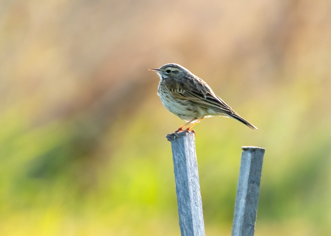 Australian Pipit - ML623088990