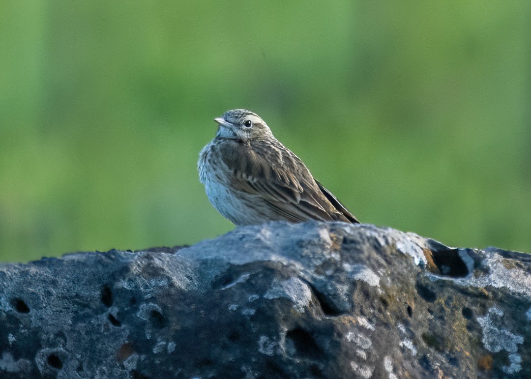 Australian Pipit - ML623089005