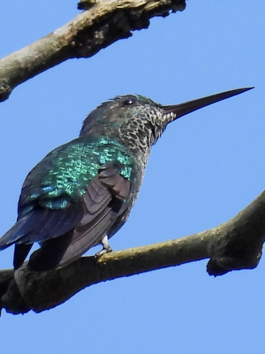 Blue-chinned Sapphire - ML623089008