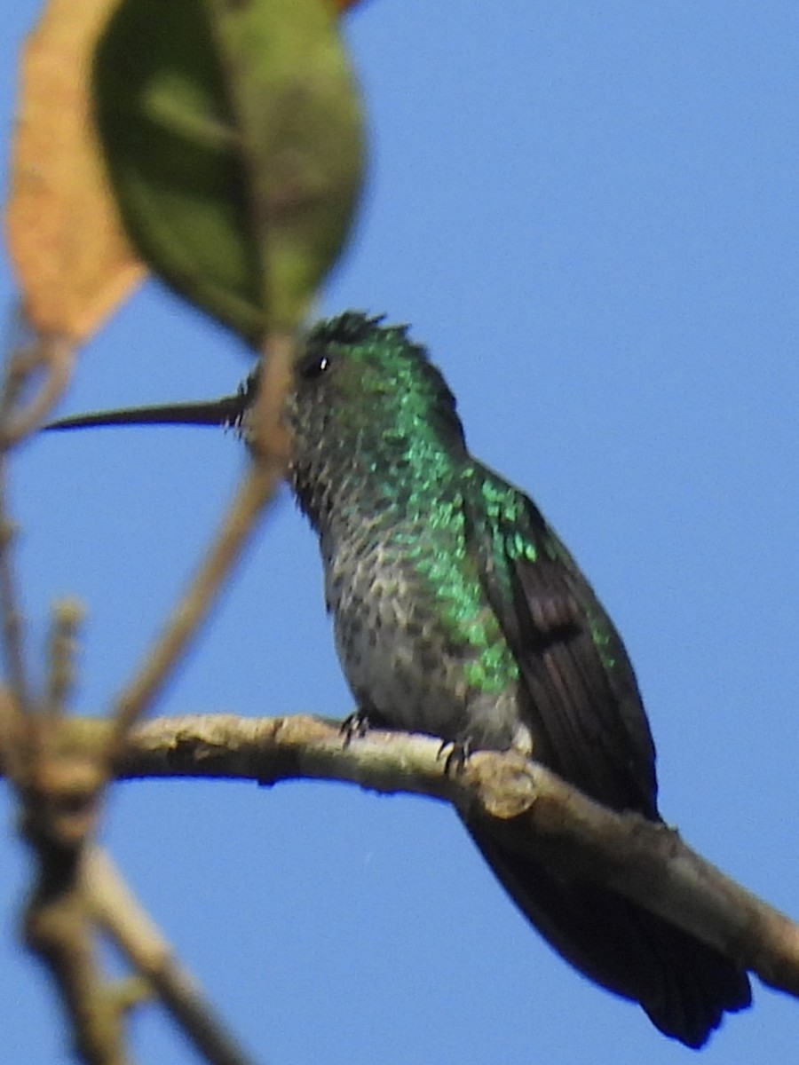 Blue-chinned Sapphire - ML623089009