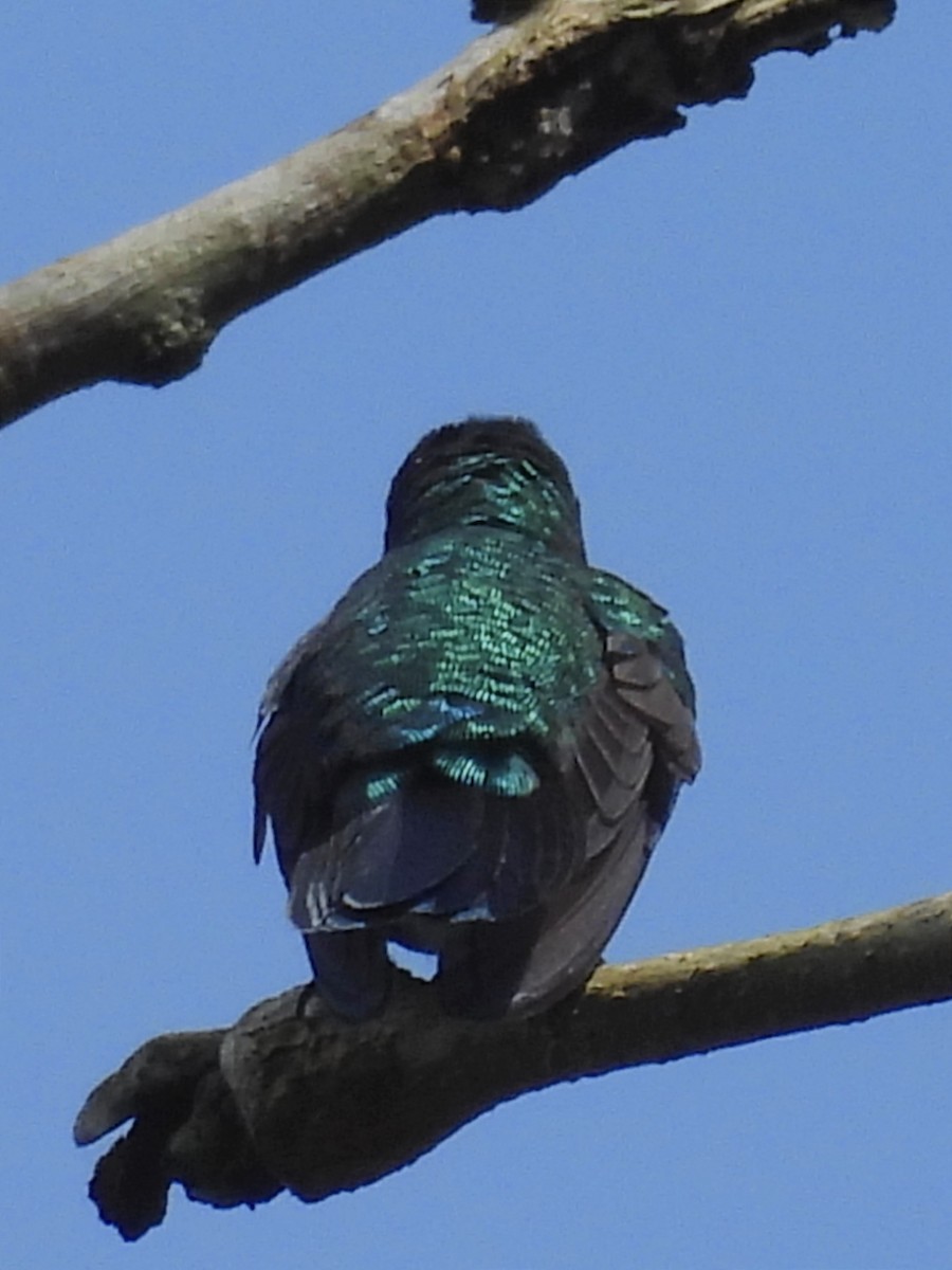 Blue-chinned Sapphire - ML623089010