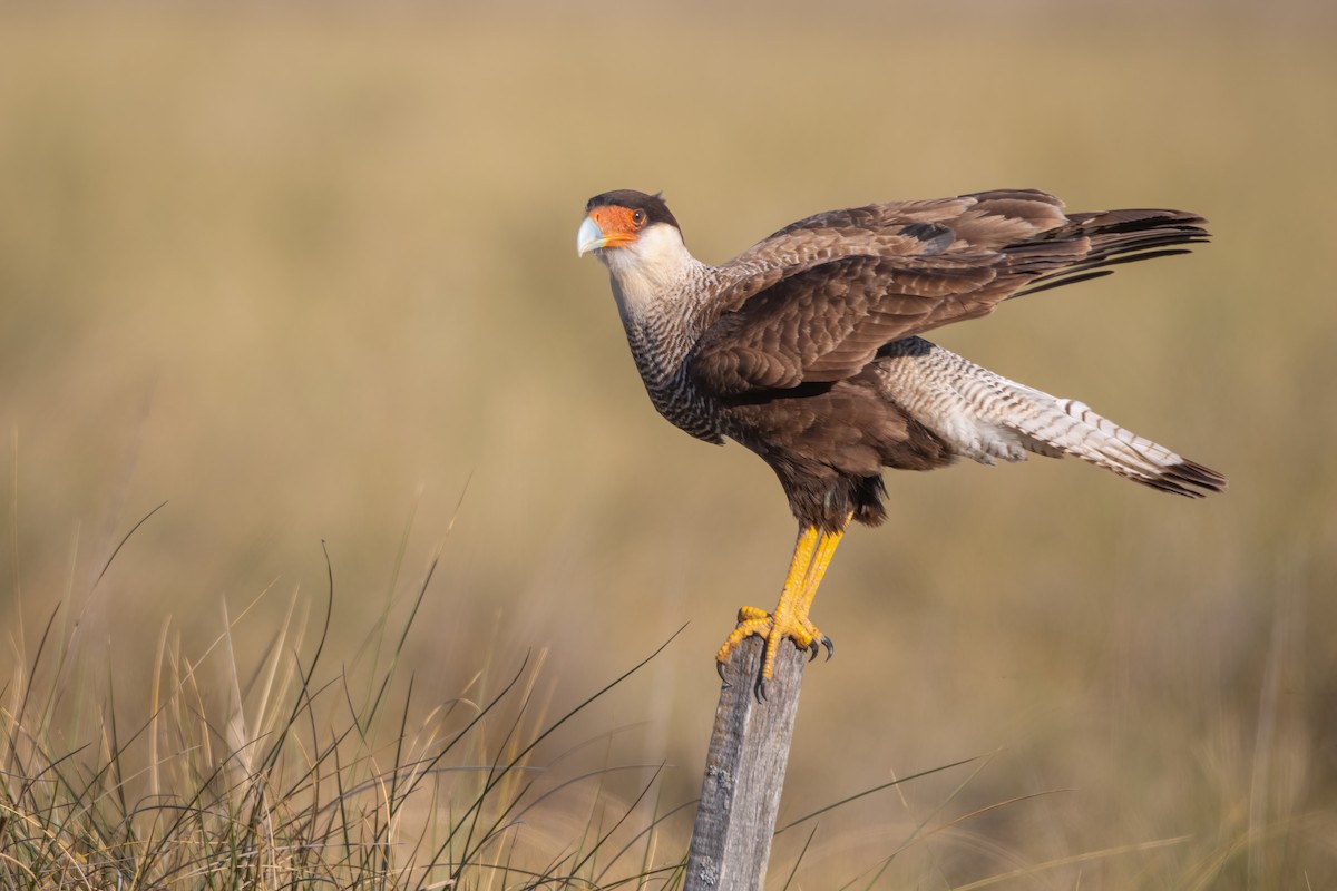 Caracara Carancho - ML623089025