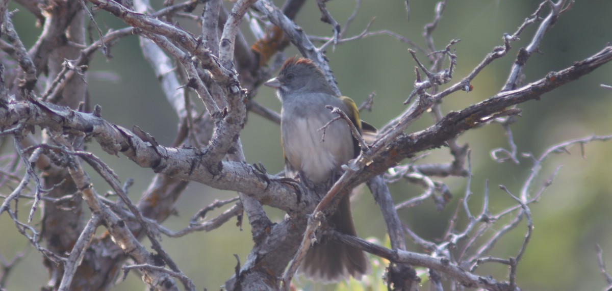 Green-tailed Towhee - ML623089042