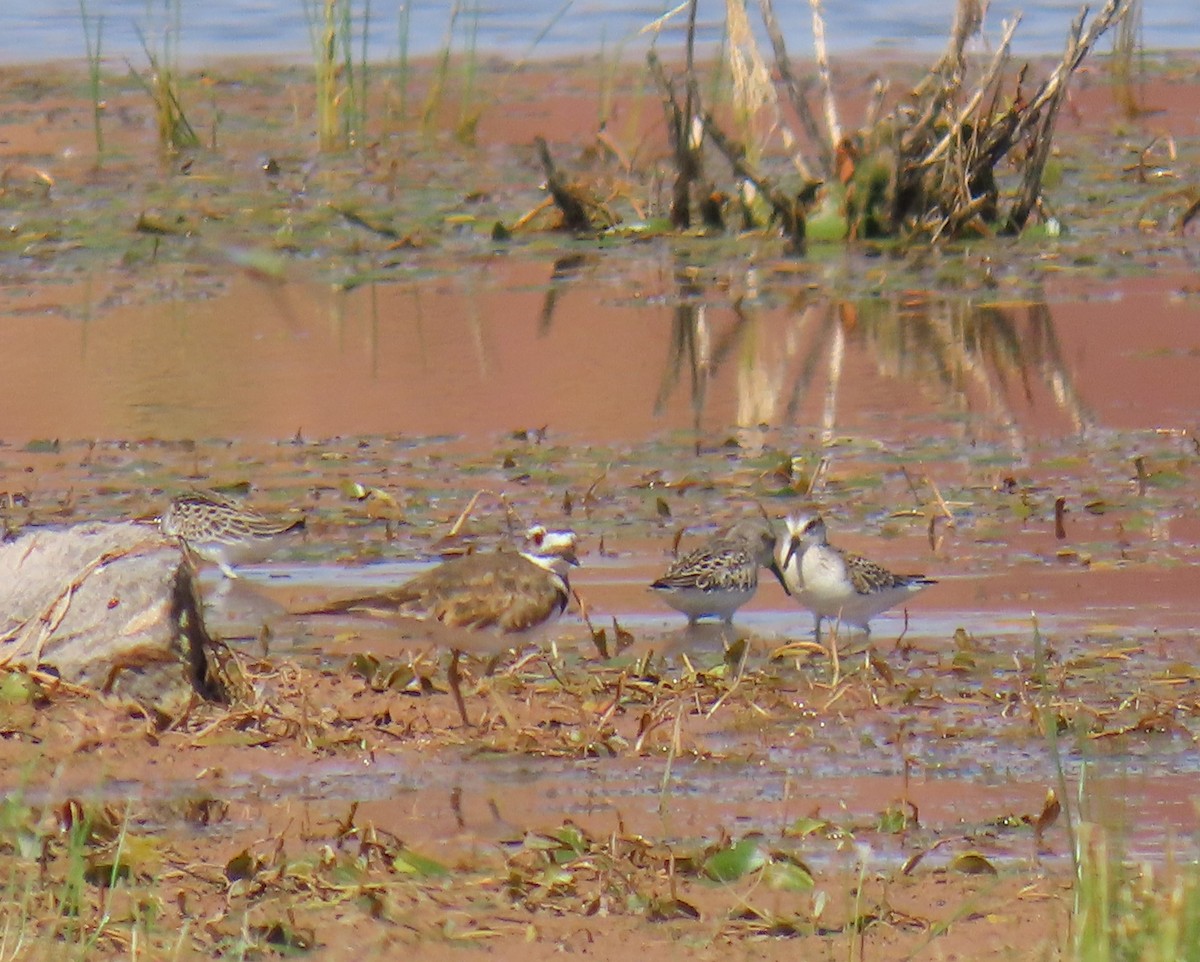 Western Sandpiper - ML623089060