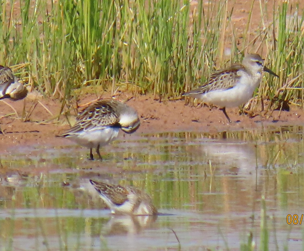 Western Sandpiper - ML623089074