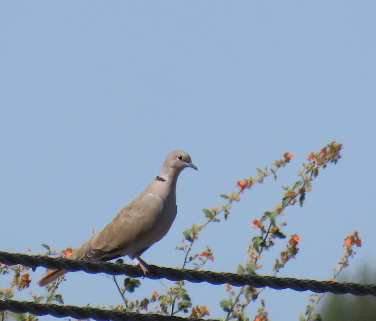 Eurasian Collared-Dove - Robert Solomon