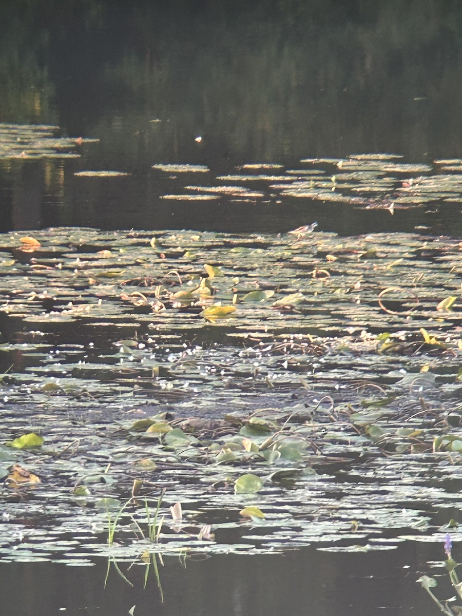 紅領瓣足鷸 - ML623089240