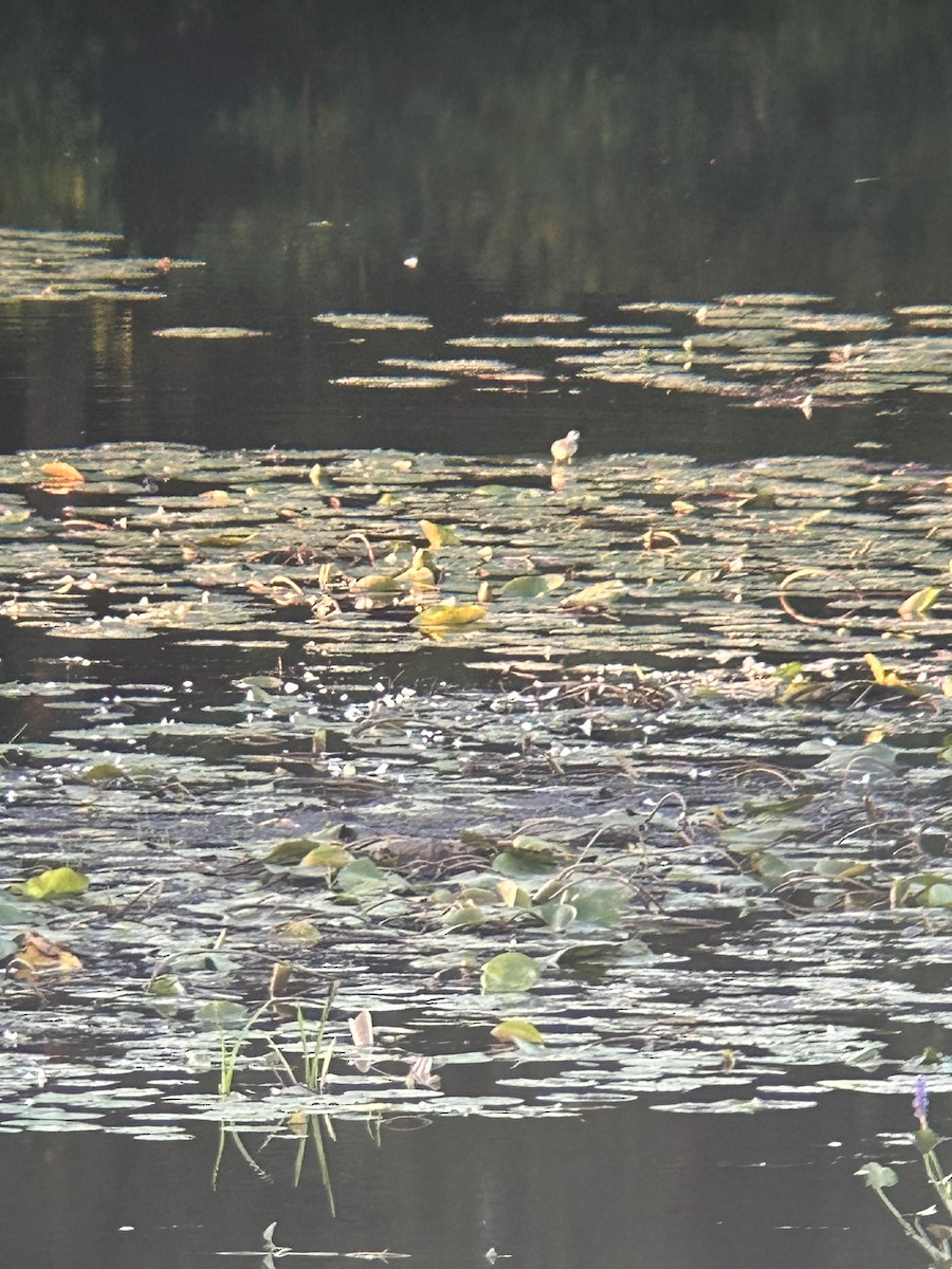 紅領瓣足鷸 - ML623089241