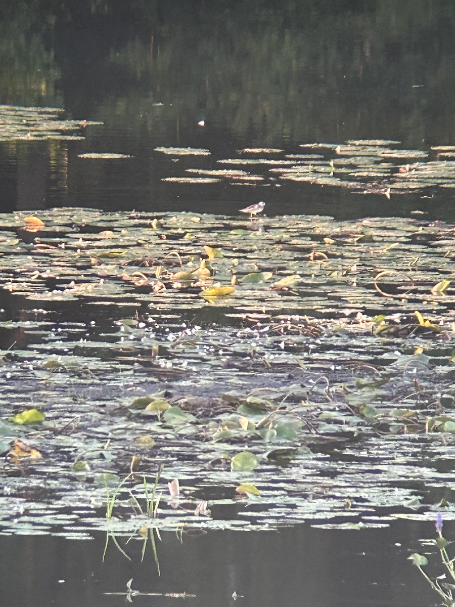 紅領瓣足鷸 - ML623089242