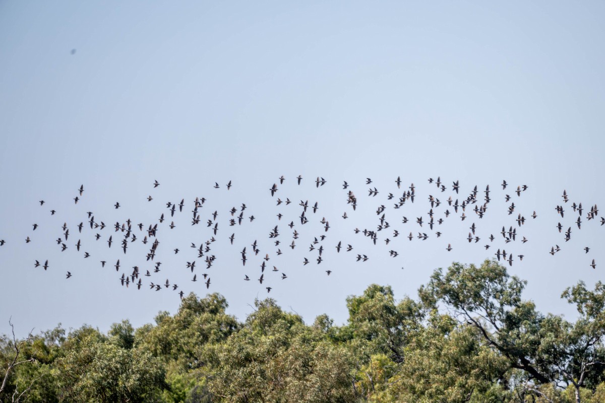 Flock Bronzewing - ML623089370