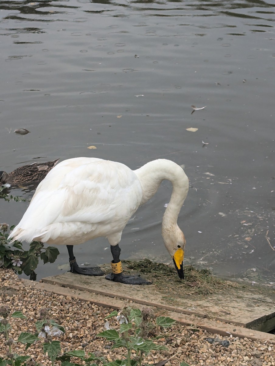 Whooper Swan - ML623089385