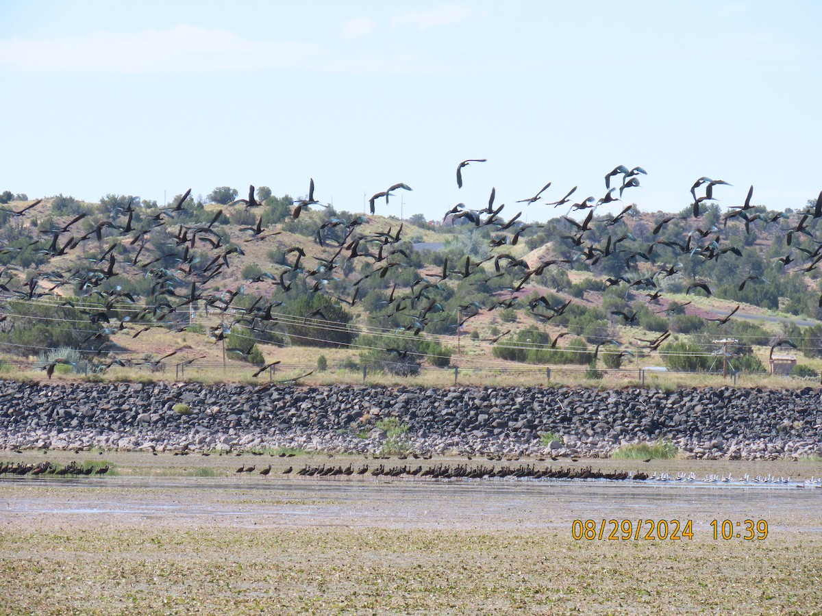 White-faced Ibis - ML623089395