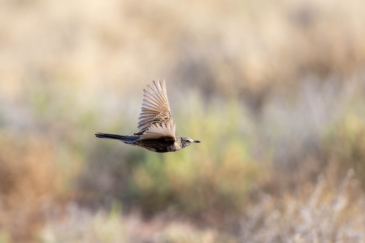 Brown Songlark - ML623089400