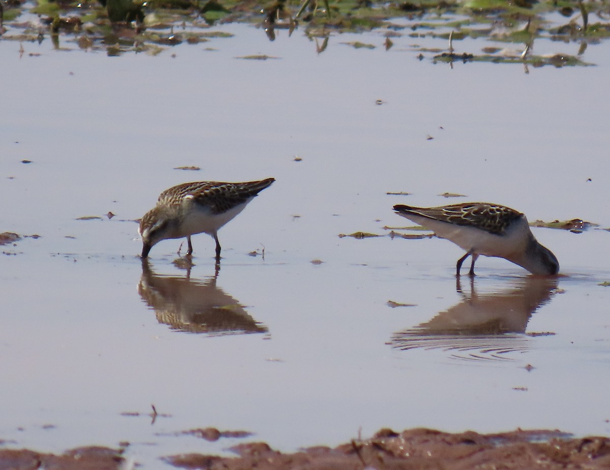 Western Sandpiper - ML623089433