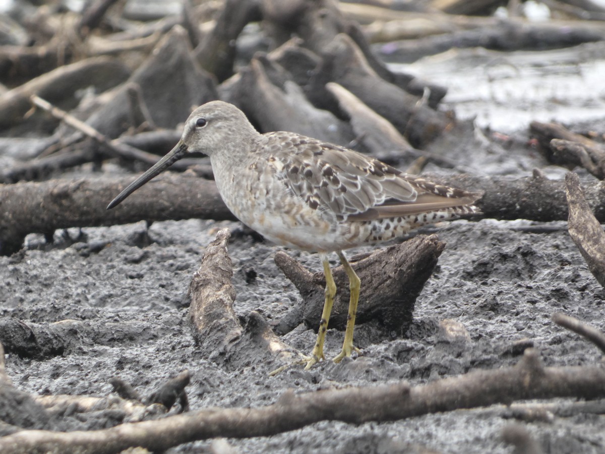 Long-billed Dowitcher - ML623089434