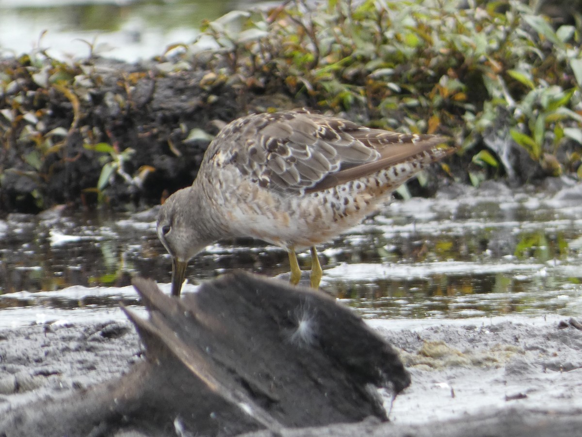 Long-billed Dowitcher - ML623089435