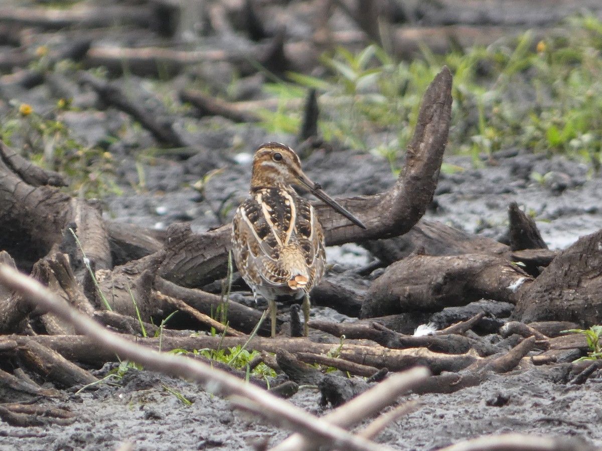 Wilson's Snipe - ML623089443