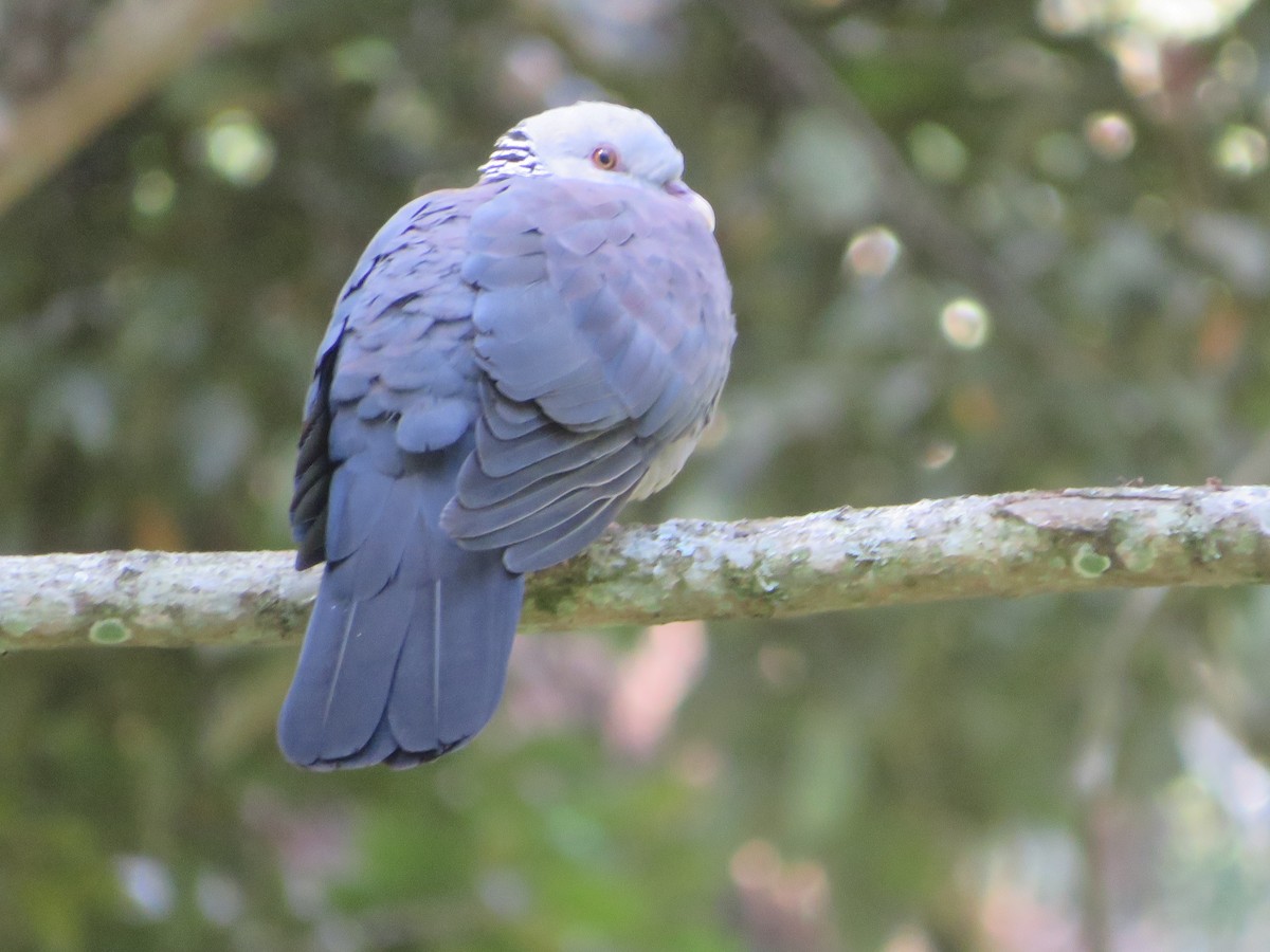 Nilgiri Wood-Pigeon - ML623089445