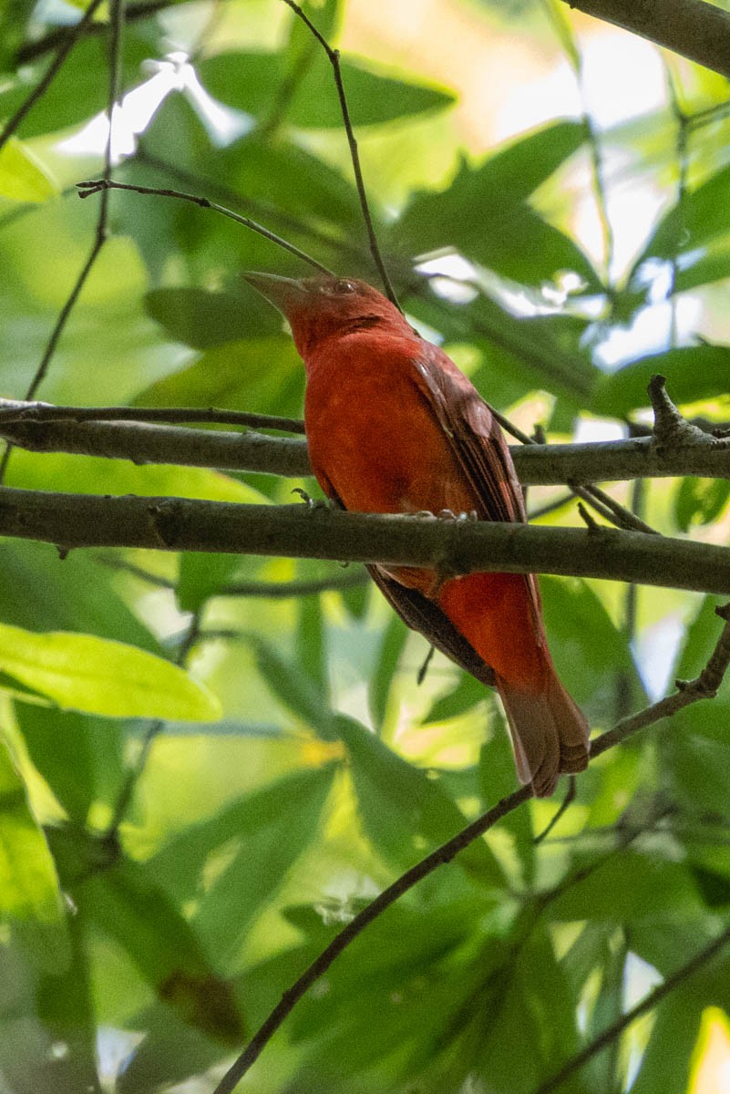 Summer Tanager - ML623089451