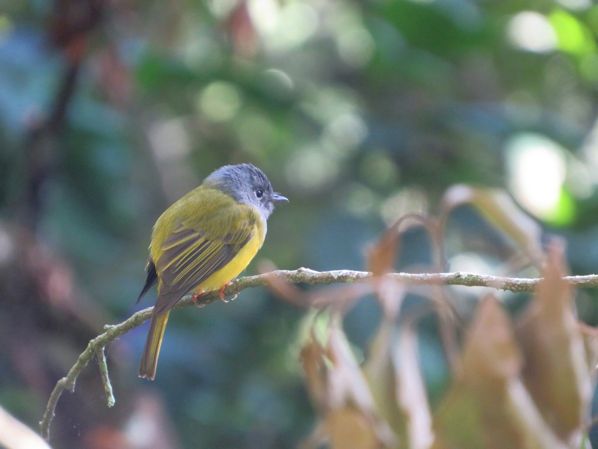 Gray-headed Canary-Flycatcher - ML623089455