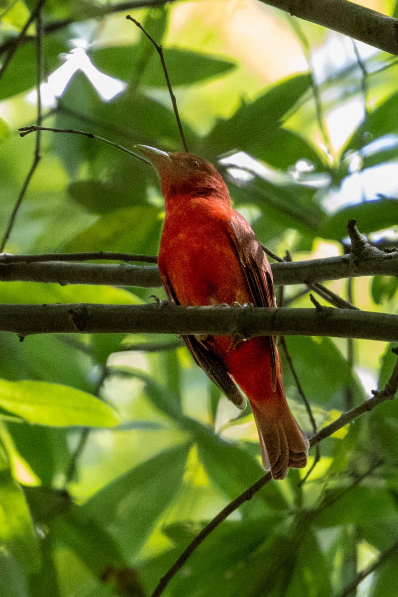 Summer Tanager - ML623089456