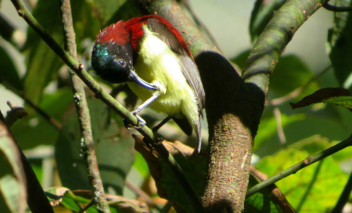 Crimson-backed Sunbird - ML623089467