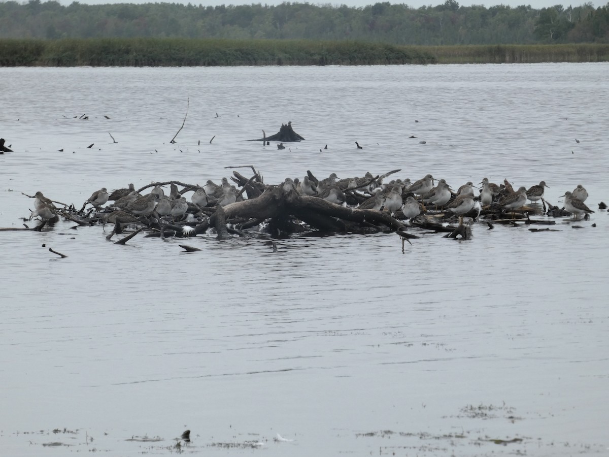 Lesser Yellowlegs - ML623089469