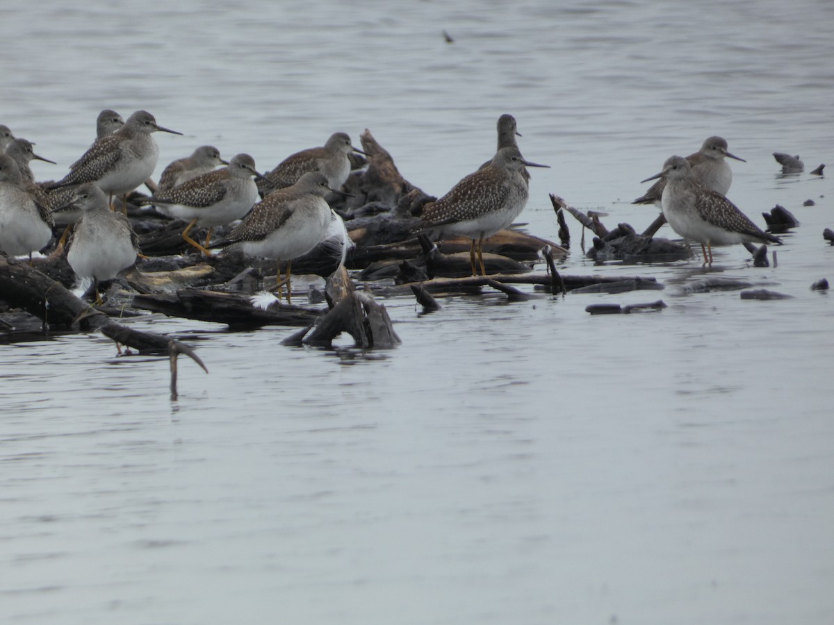 Lesser Yellowlegs - ML623089470