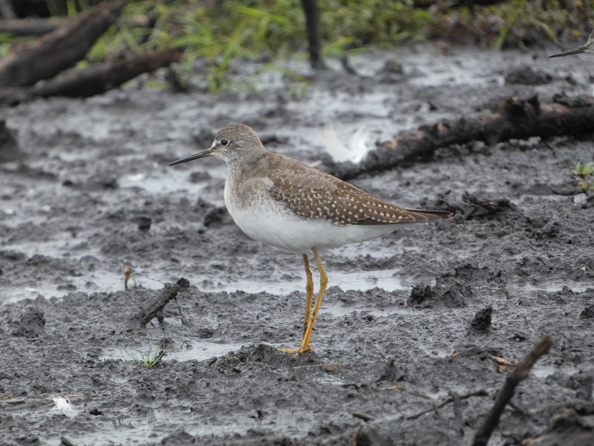 Lesser Yellowlegs - ML623089471