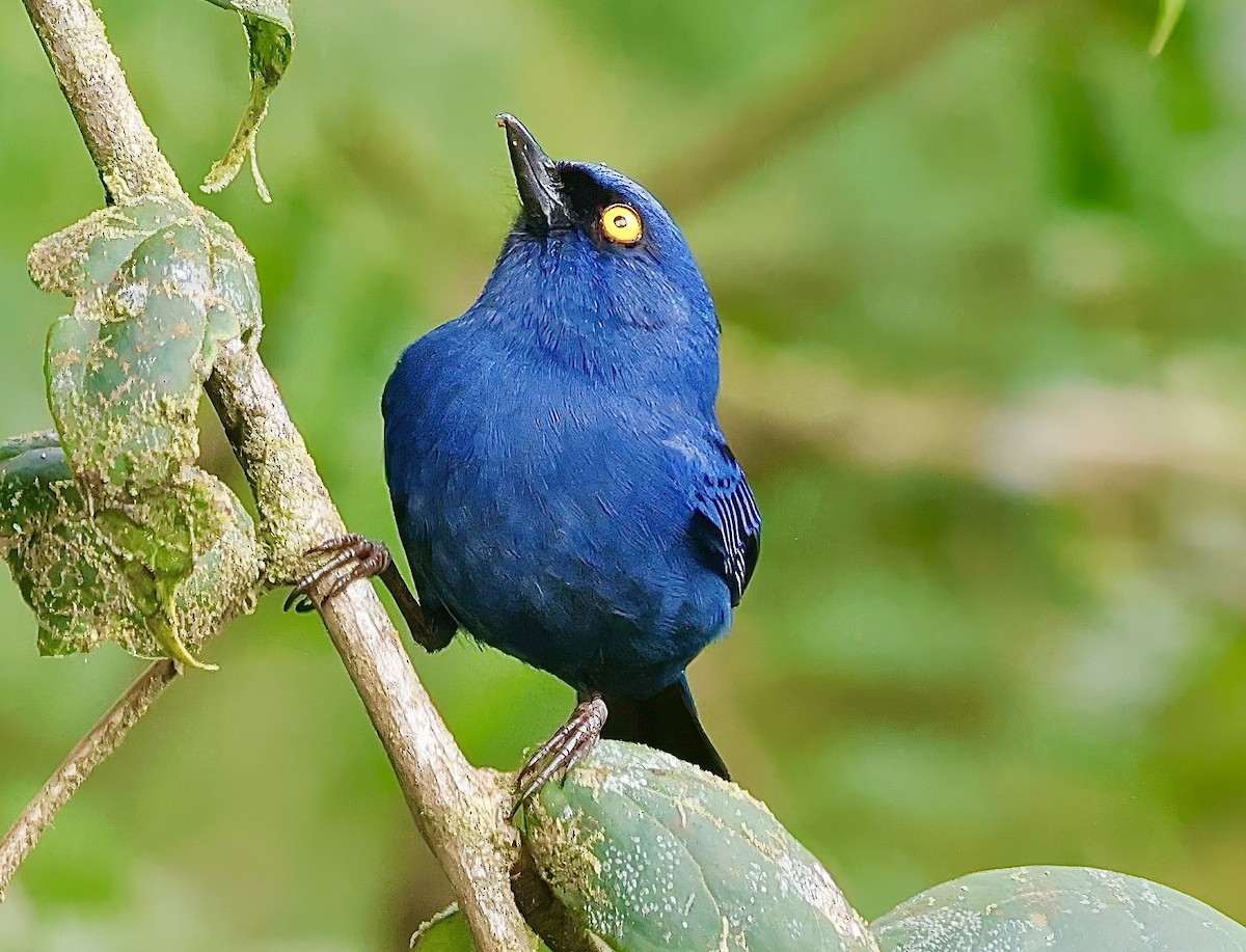 Deep-blue Flowerpiercer - ML623089476