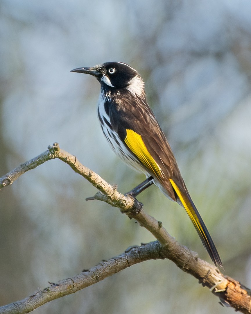 New Holland Honeyeater - ML623089477