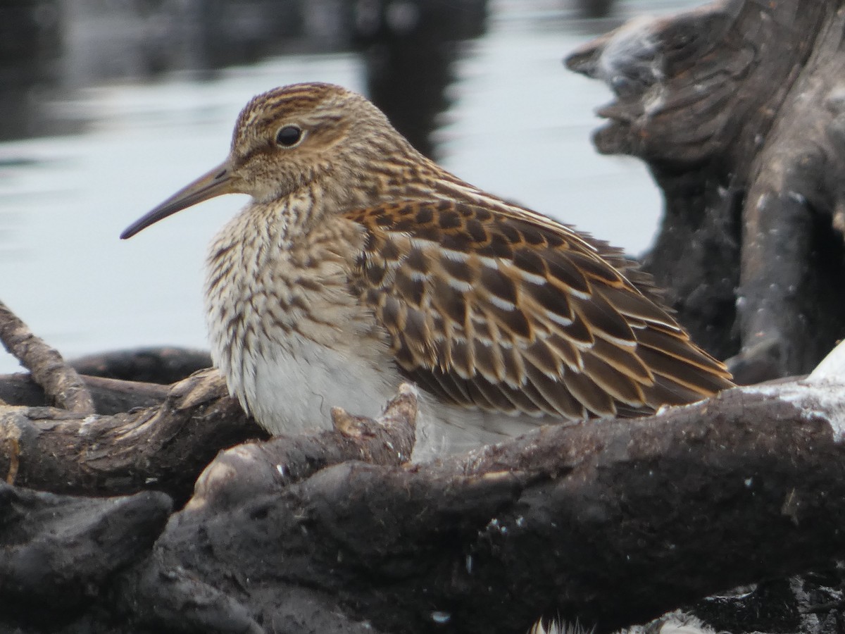 Graubrust-Strandläufer - ML623089479