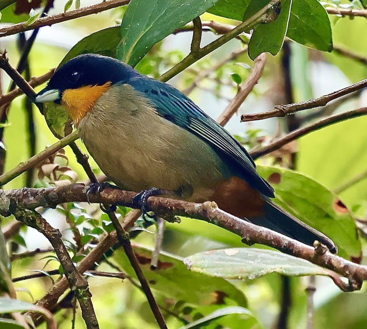 Yellow-throated Tanager - ML623089496