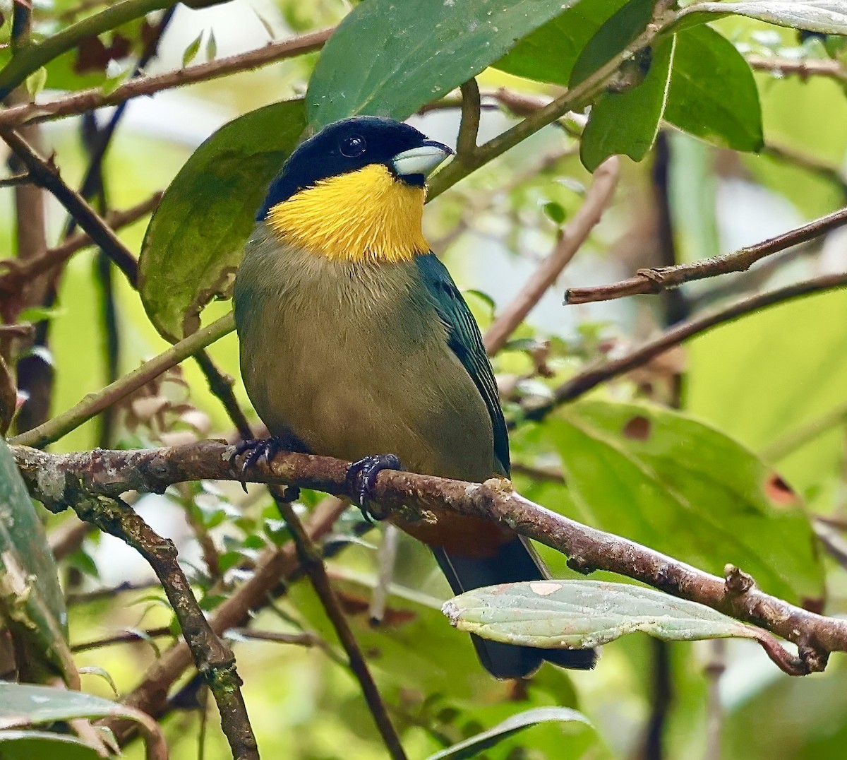 Yellow-throated Tanager - ML623089497