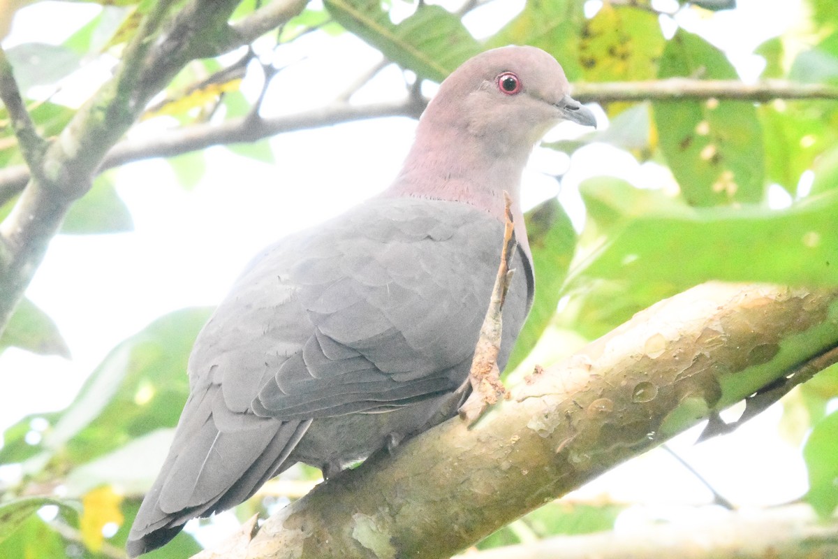 Short-billed Pigeon - Jessy Lopez Herra