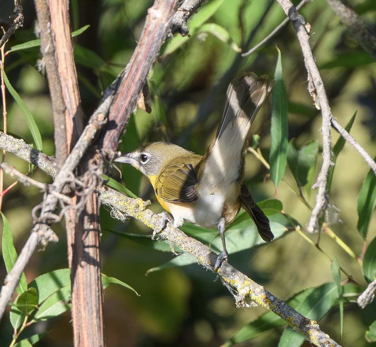 Yellow-breasted Chat - ML623089514