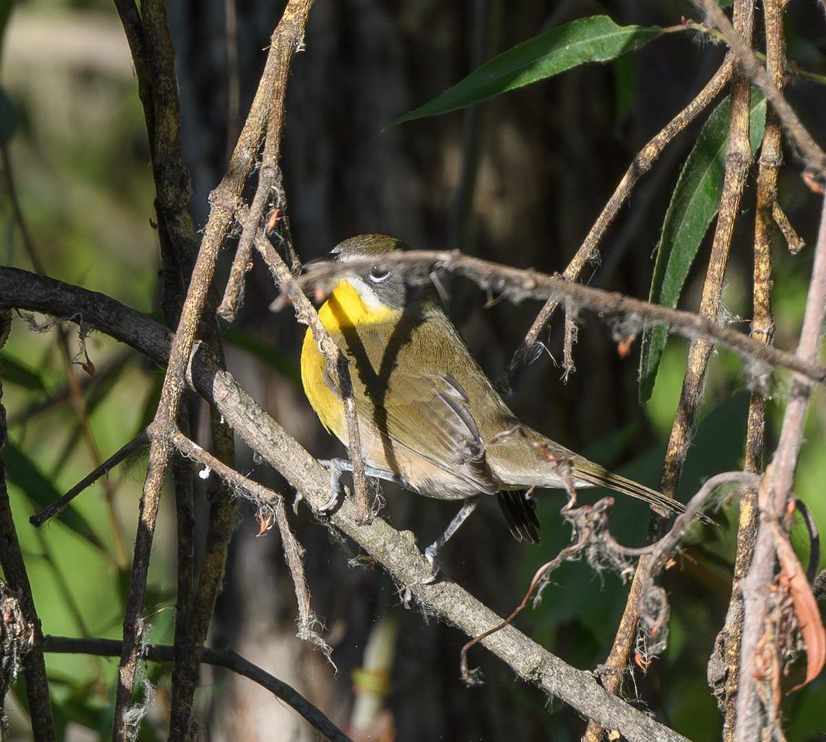 Yellow-breasted Chat - ML623089519
