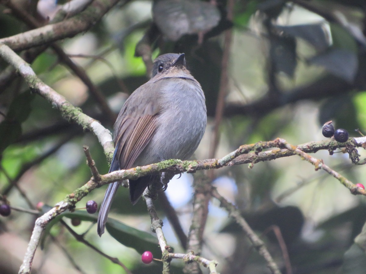 Nilgiri Flycatcher - ML623089532