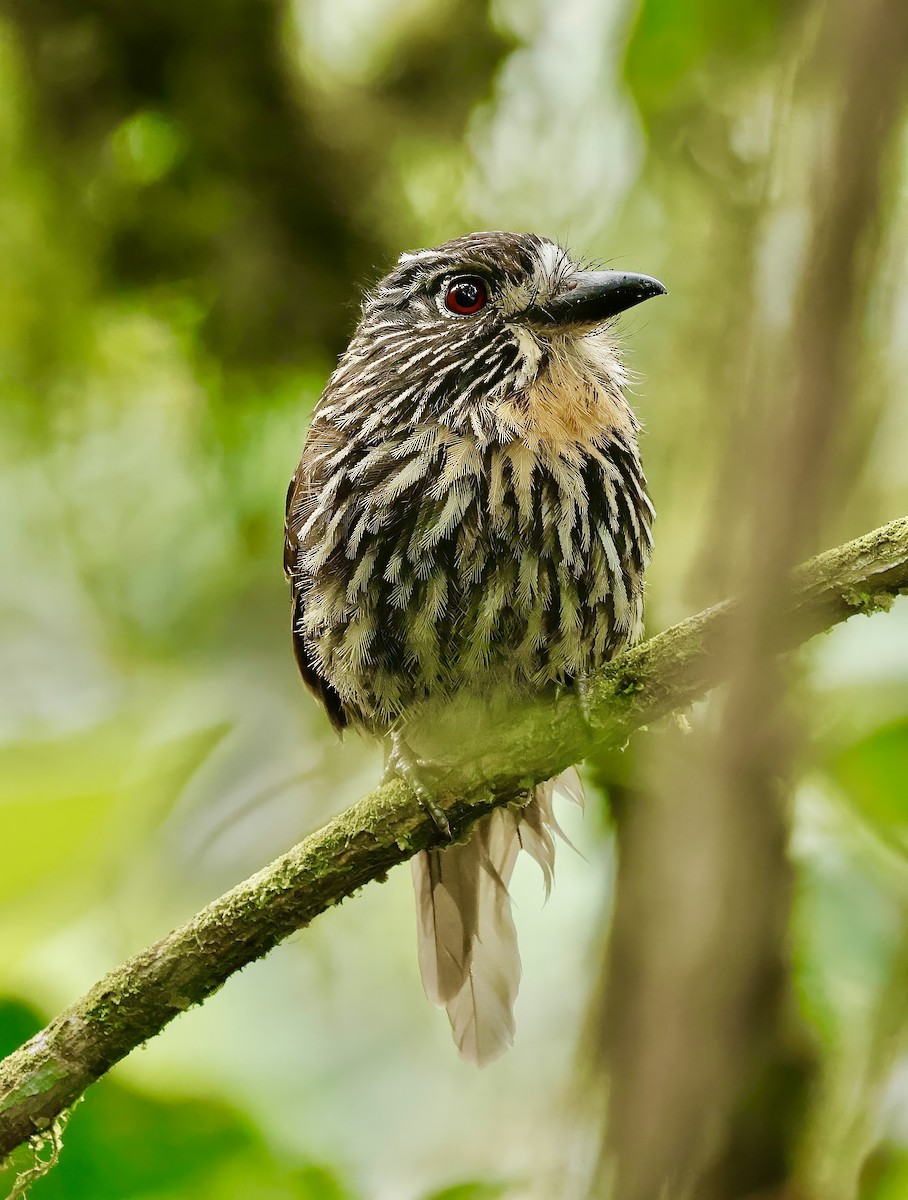 Black-streaked Puffbird - ML623089539