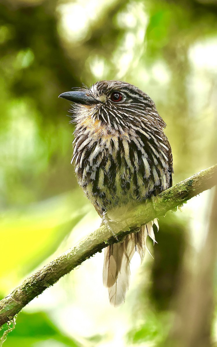 Black-streaked Puffbird - Jan Hansen