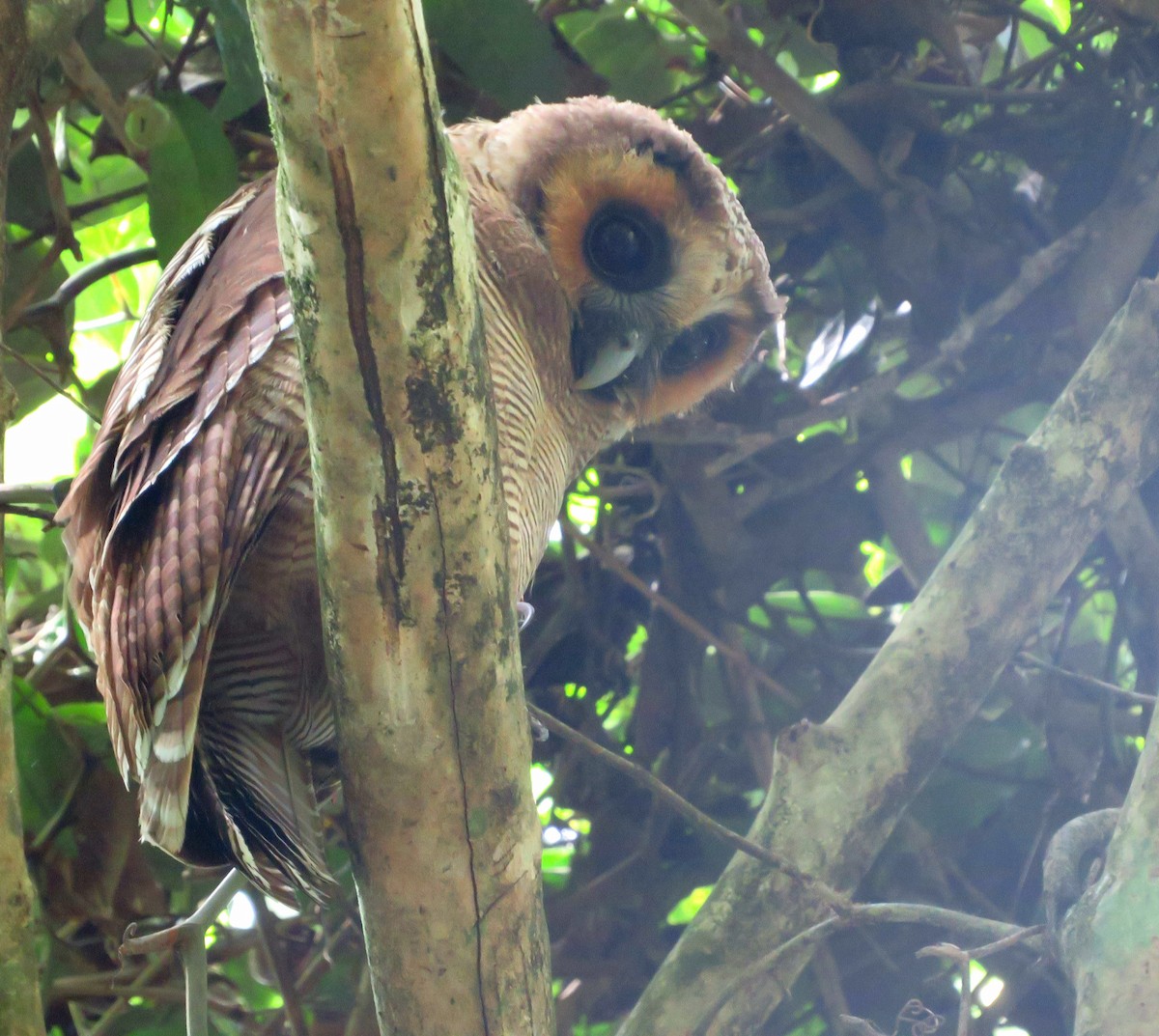 Brown Wood-Owl - ML623089541